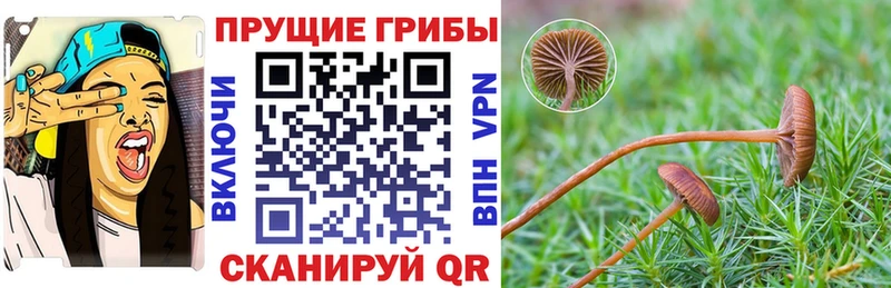магазин    Вуктыл  Псилоцибиновые грибы GOLDEN TEACHER 
